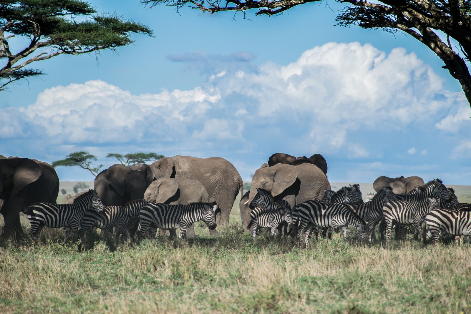 Éléphants et zèbres réunis sous les acacias du Serengeti, Tanzanie