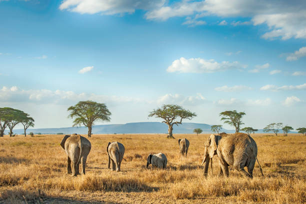 Montgolfière au lever du soleil au-dessus des plaines du Serengeti, Tanzanie