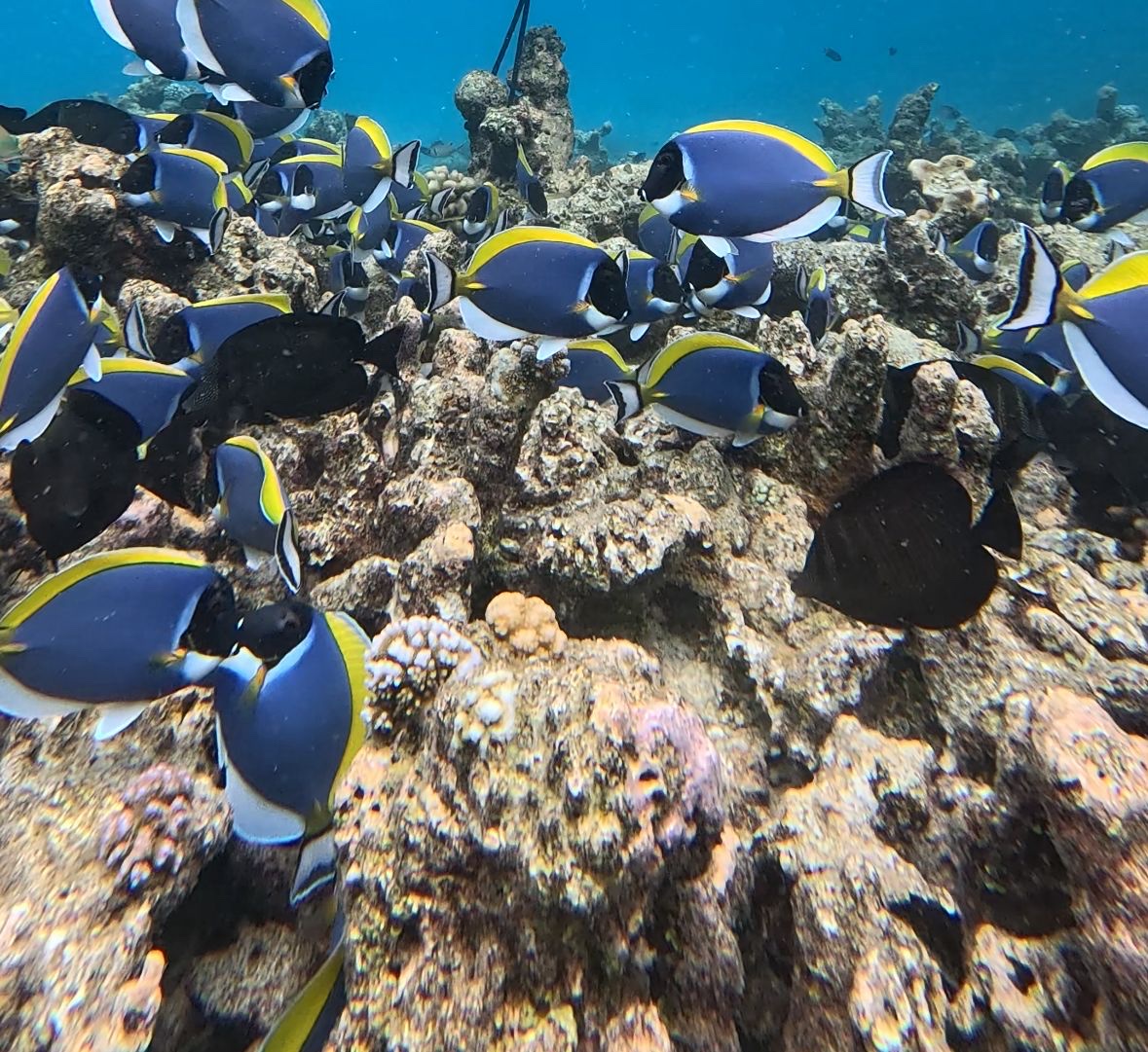 Snorkeling au-dessus d'un récif corallien aux Maldives