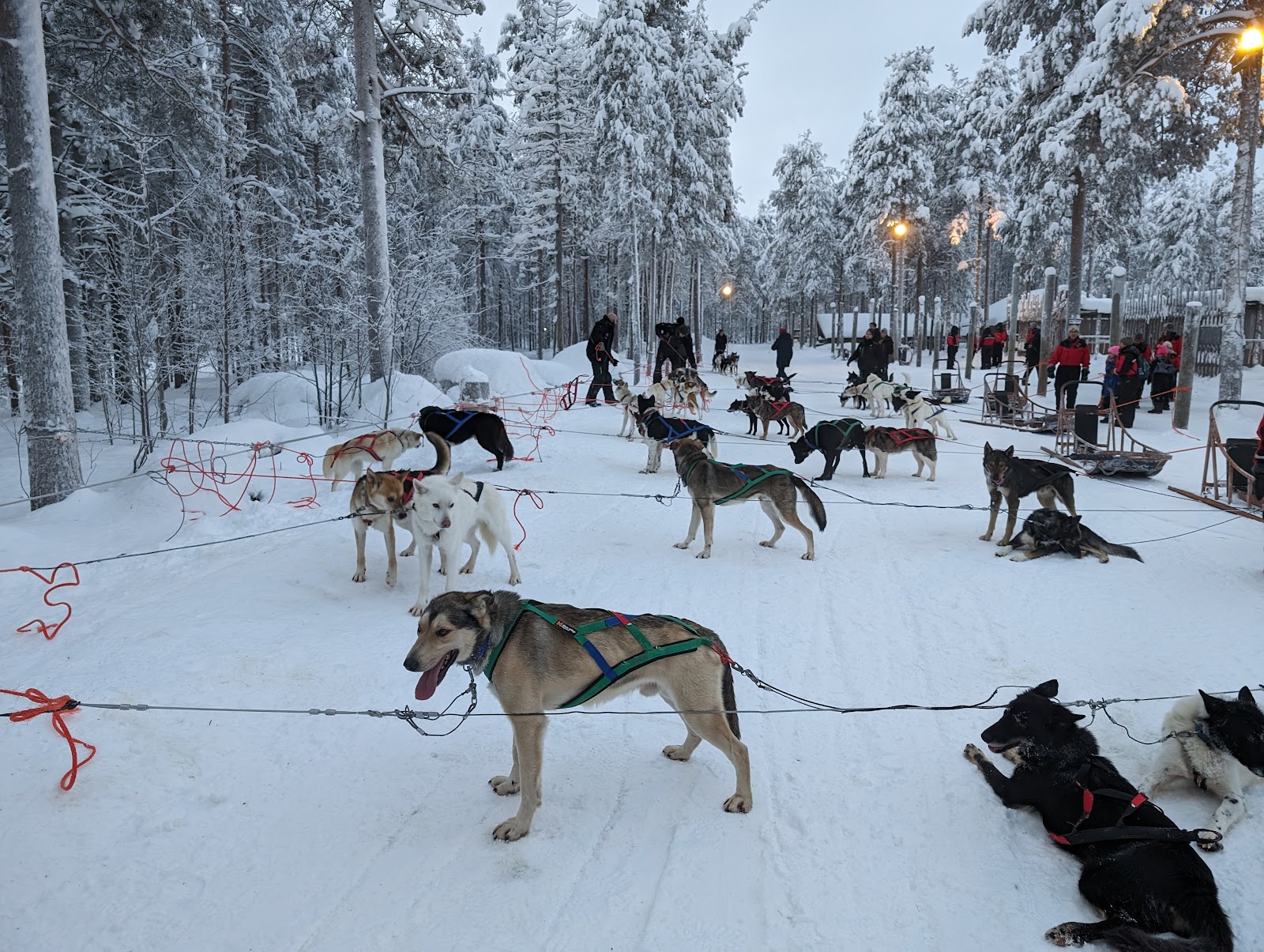 Meute de huskies tirant un traîneau dans la neige en Laponie