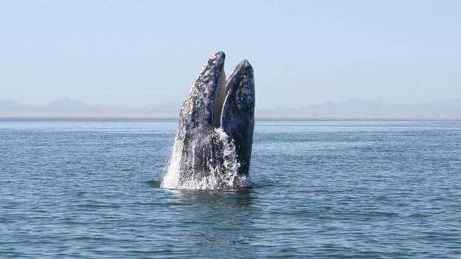 Queue de baleine grise sortant de l\'eau en Baja California