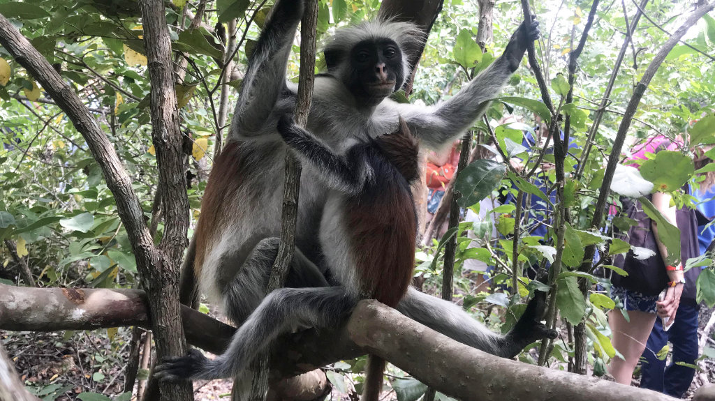 Singe colobe roux dans la forêt de Jozani, Zanzibar