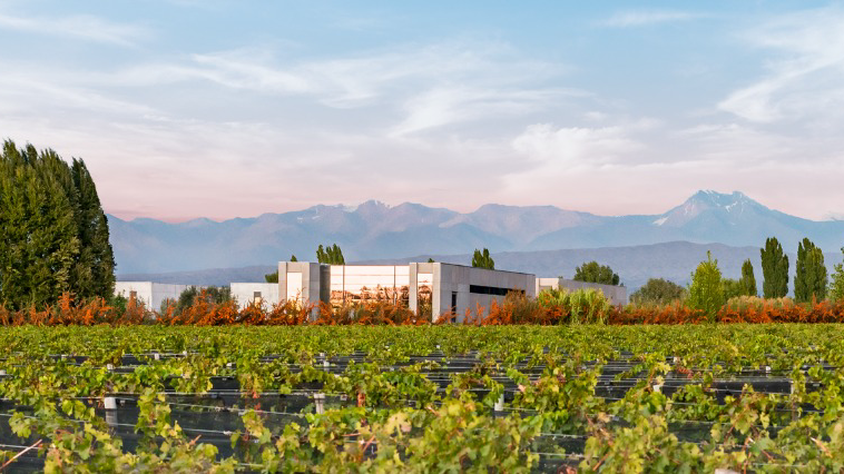 Vignobles de Mendoza au pied des Andes