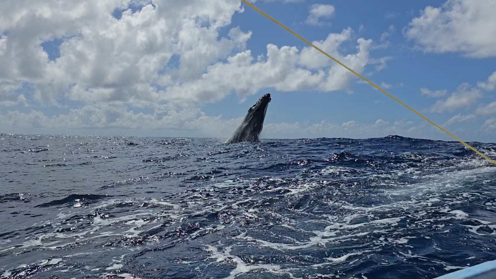 Baleine à bosse en migration à Sainte-Marie