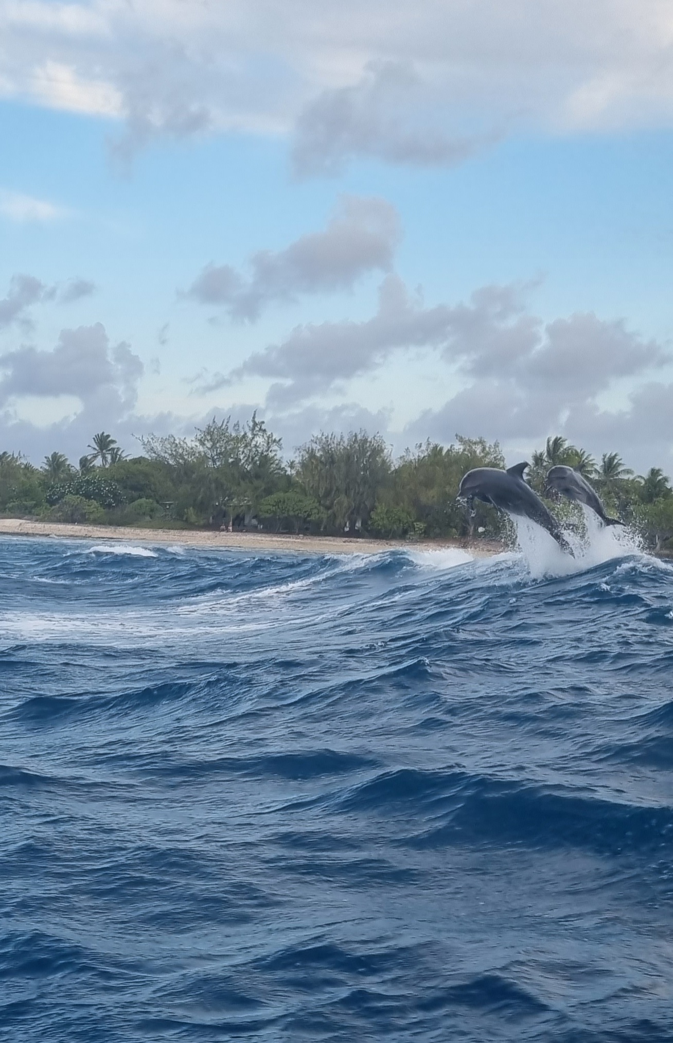 Plongée passe Tiputa avec dauphins