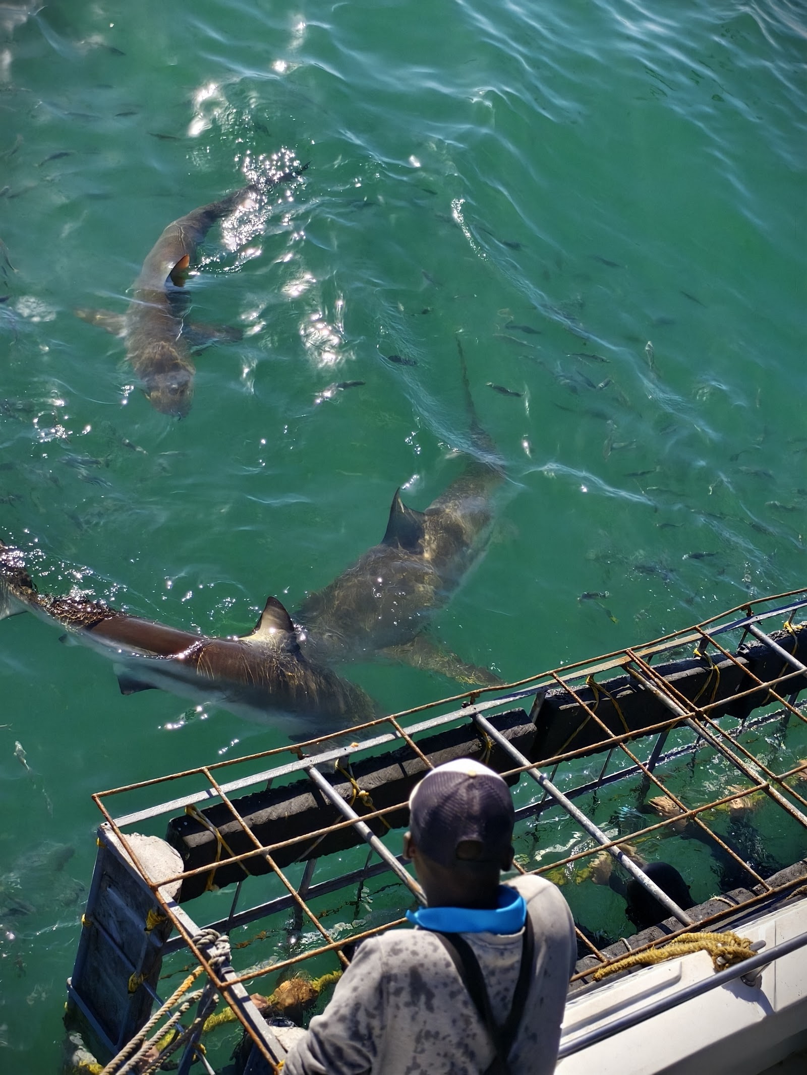 Plongée en cage à requins au large de Gansbaai, Afrique du Sud
