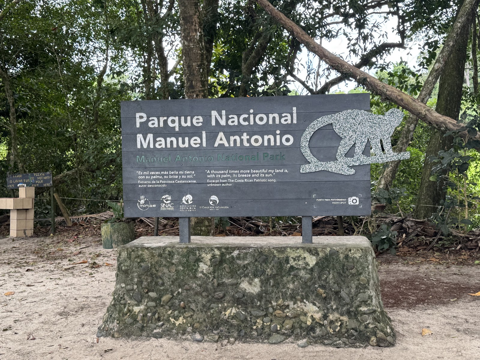 Paresseux sur une branche dans la forêt tropicale du Costa Rica