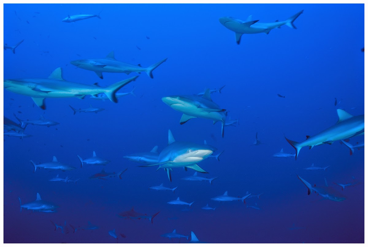Plongée passe Tiputa avec dauphins