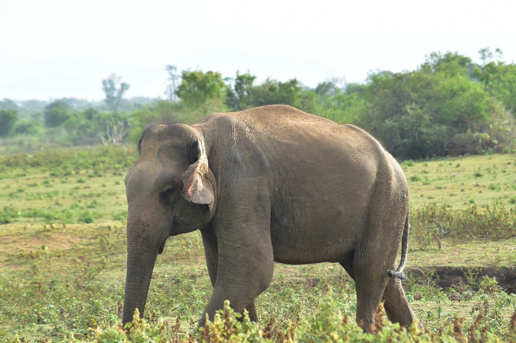 Troupeau d\'éléphants au Sri Lanka