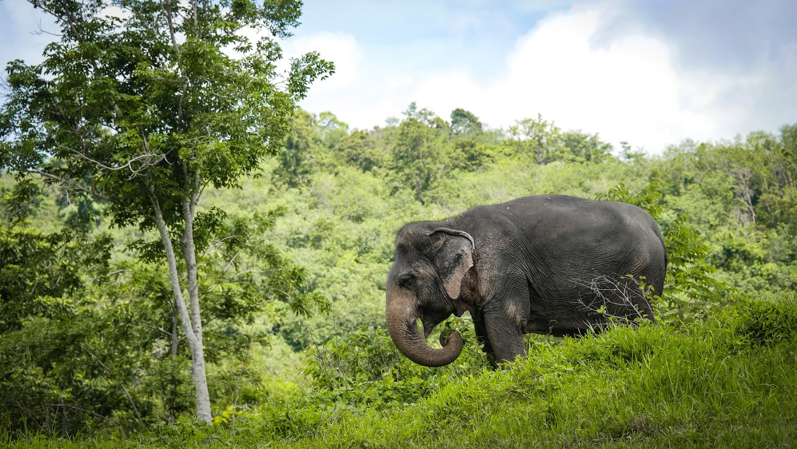 Éléphants dans un sanctuaire éthique en Thaïlande