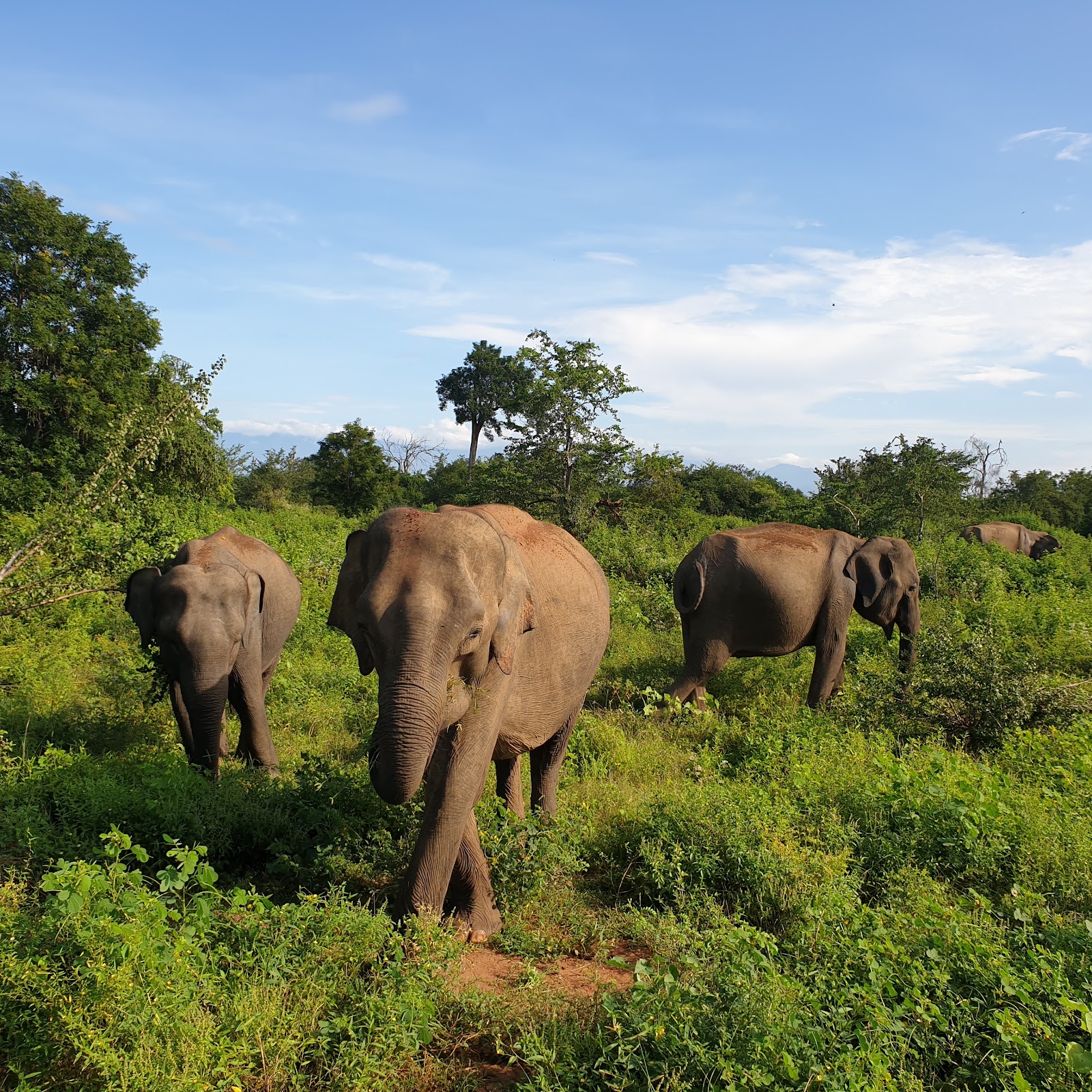 Troupeau d\'éléphants au Sri Lanka