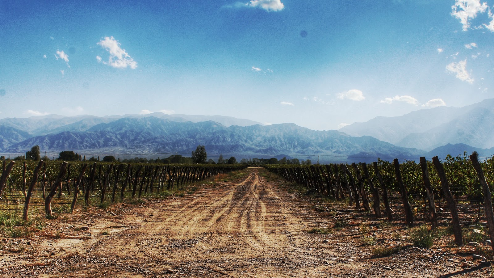 Vignobles de Mendoza au pied des Andes