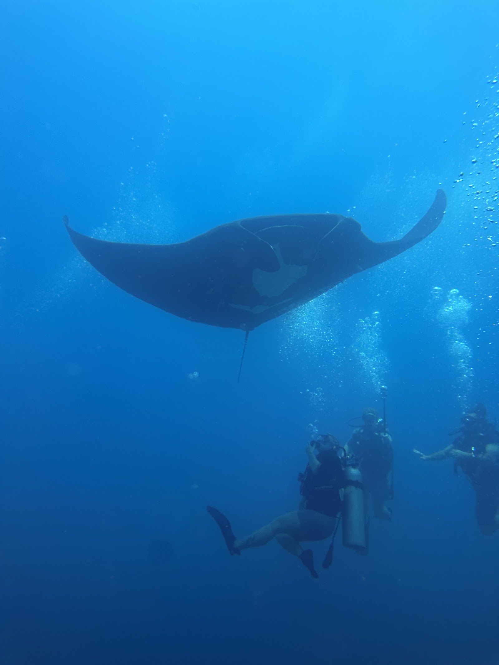 Récif corallien et poissons tropicaux dans le Pacifique du Costa Rica