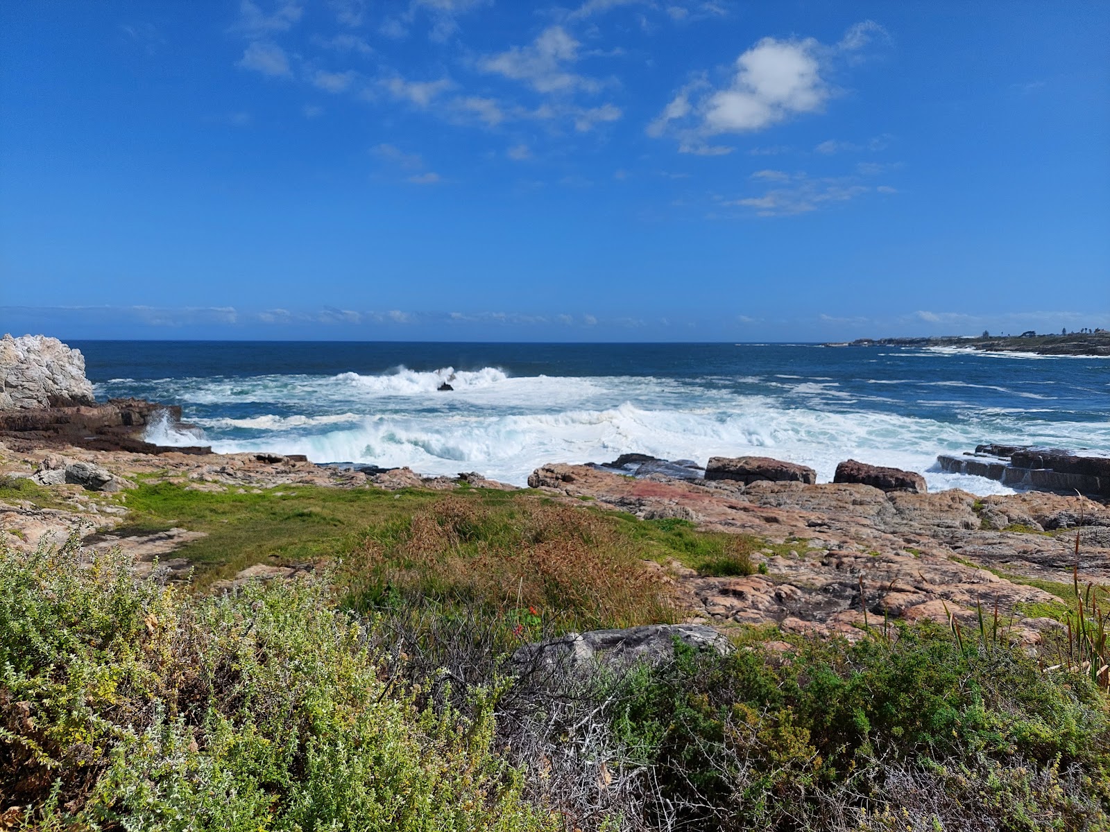 Baleine franche australe au large d'Hermanus, Afrique du Sud