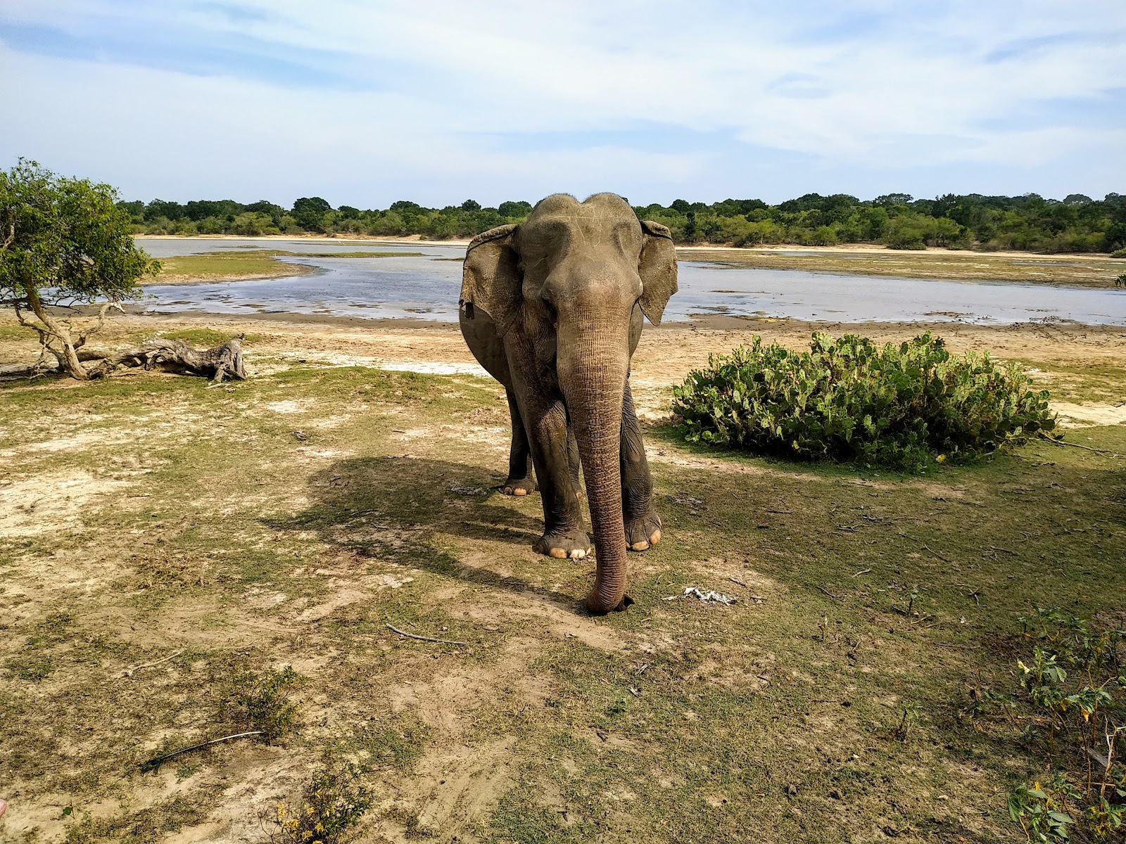 Léopard dans la jungle du Sri Lanka