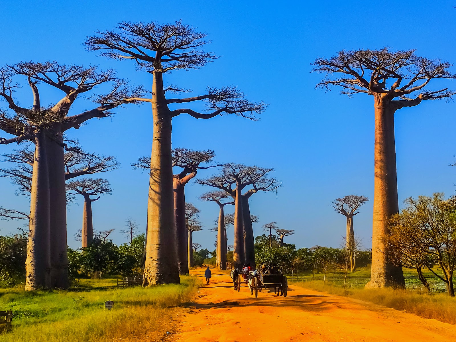 Allée des Baobabs au coucher du soleil